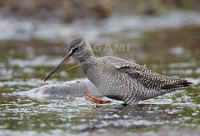 Juveniele Zwarte Ruiter; Juvenile Spotted Redshank stock-image by Agami/Markus Varesvuo,