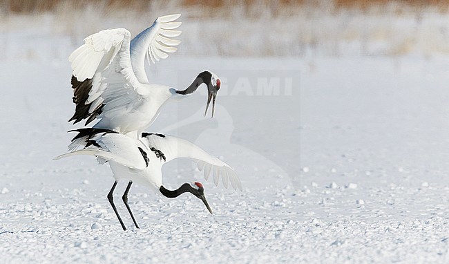 Chinese Kraanvogel baltsend in de sneeuw, Red-crowned Crane displaying in snow stock-image by Agami/Markus Varesvuo,