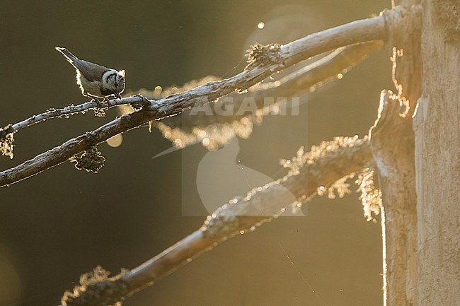 Crested Tit - Haubenmeise - Lophophanes cristatus ssp. cristatus, Germany (Baden-Württemberg), adult stock-image by Agami/Ralph Martin,