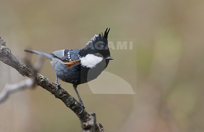 Black-crested Tit (Periparus ater melanolophus), also known as the Spot-winged Tit. Now usually considered a subspecies of the Coal Tit. stock-image by Agami/James Eaton,