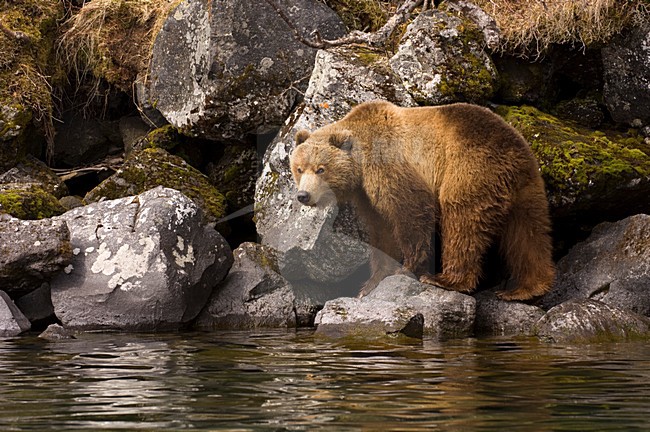 Kamtsjatkabeer, Kamchatka Brown Bear stock-image by Agami/Sergey Gorshkov,