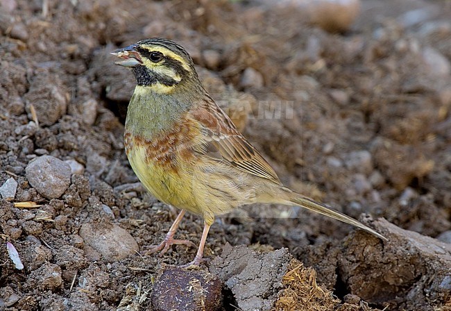 Cirlgors, Cirl Bunting,  Emberiza cirlus stock-image by Agami/Daniele Occhiato,