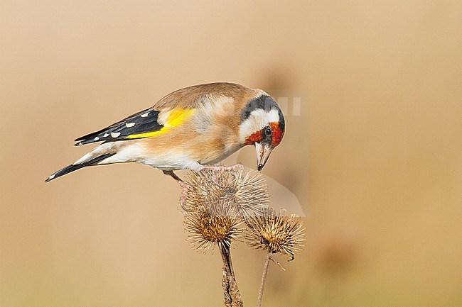 European Goldfinch, Putter, Carduelis carduelis feeding on Burdock stock-image by Agami/Menno van Duijn,