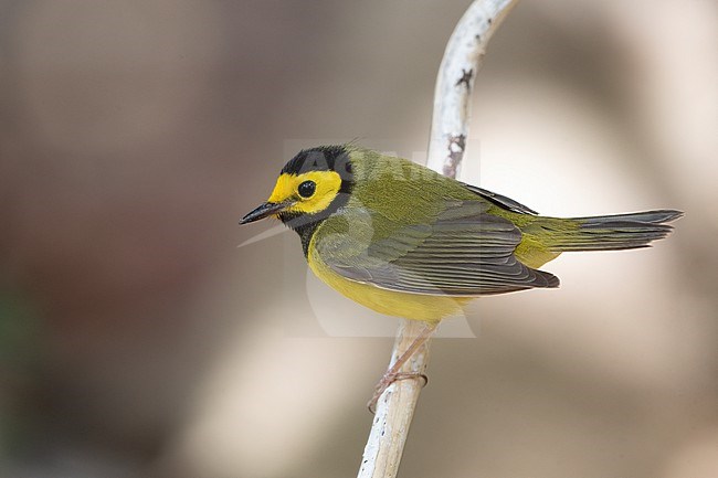 Adult male Hooded Warbler (Setophaga citrina) at Key West, Florida, USA stock-image by Agami/Helge Sorensen,