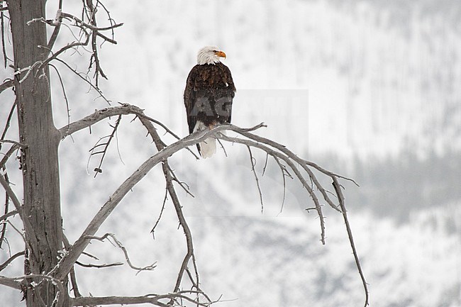 Balg Eagle (Haliaeetus leucocephalus) perched in tree at Yellowstone National Park stock-image by Agami/Caroline Piek,