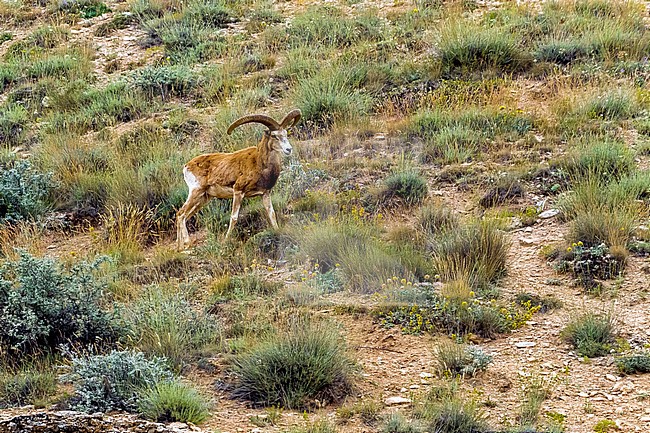 Male Konya wild sheep on his protected habitat in Turkey, near Konya. June 2015. stock-image by Agami/Vincent Legrand,