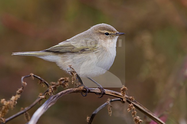 Siberische Tjiftjaf, Siberian Chiffchaff, Phylloscopus tristis stock-image by Agami/Daniele Occhiato,