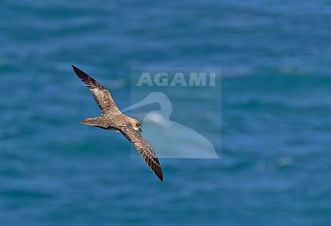 Atlantic Petrel (Pterodroma incerta) between South Georgia and the Falkland islands. stock-image by Agami/Pete Morris,