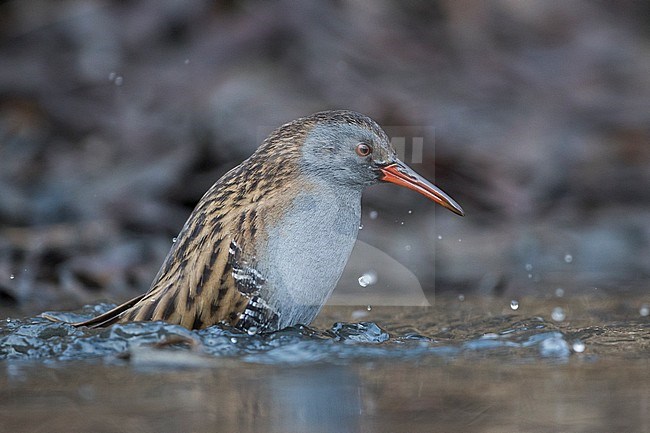 Adult Water Rail (Rallus aquaticus aquaticus) in a wetland in Germany. Taking a bath. stock-image by Agami/Ralph Martin,