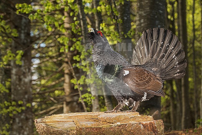 Capercaillie; Auerhoen stock-image by Agami/Alain Ghignone,