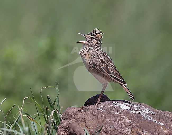 Rufous-naped Lark (Mirafra africana tropicalis) standing on a rock singing in the Serengeti, Tanzania stock-image by Agami/Andy & Gill Swash ,