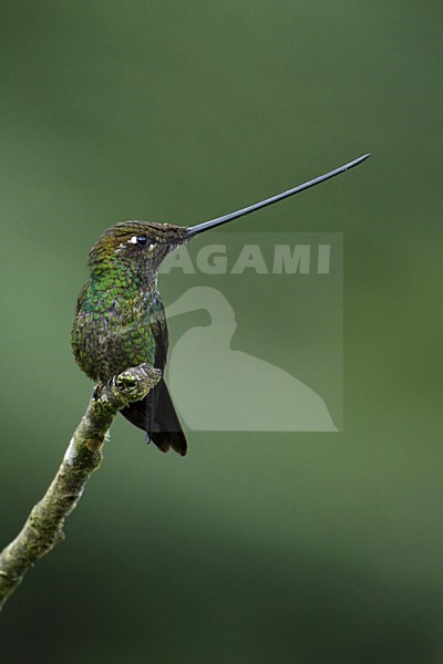 Zwaardkolibrie, Sword-billed Hummingbird stock-image by Agami/Dubi Shapiro,
