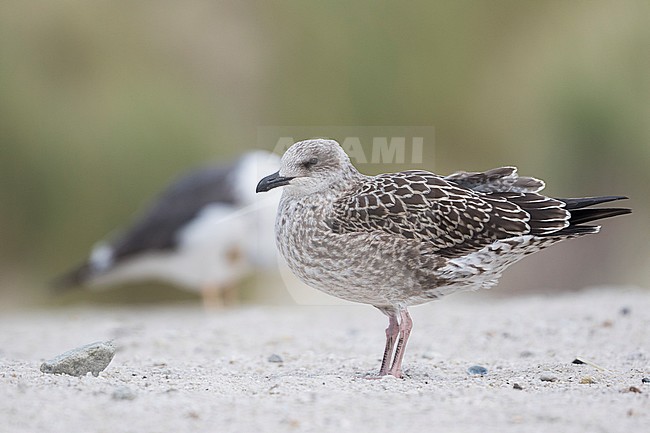 Kleine Mantelmeeuw, Lesser Black-backed Gull, Larus fuscus, Larus fuscus ssp. intermedius, Germany, 1st cy stock-image by Agami/Ralph Martin,