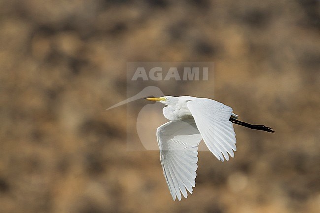Medium Egret (Ardea intermedia), Oman, adult in flight. stock-image by Agami/Ralph Martin,