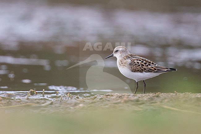 Little stint (Calidris minuta), juvenile sitting on a mudflat, with a lake as a background, in Brittany, France. stock-image by Agami/Sylvain Reyt,