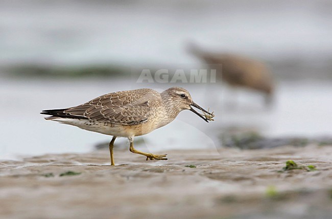 Foeragerende Kanoet; Foraging Red Knot stock-image by Agami/Arie Ouwerkerk,