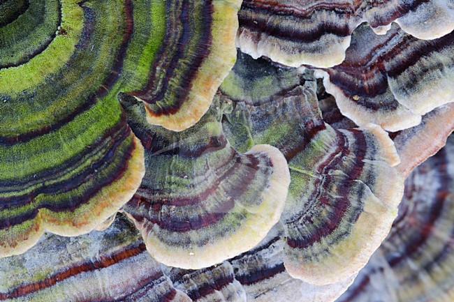 Detail van paddestoelen, Detail of fungi stock-image by Agami/Rob de Jong,