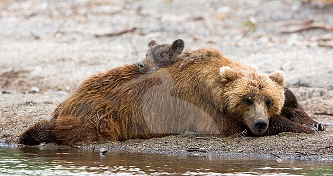 Kamchatka Brown Bear met jong, Kamtsjatkabeer with cub stock-image by Agami/Sergey Gorshkov,