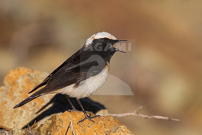 Cyprus Wheatear - Zypernsteinschmätzer - Oenanthe cypriaca, Cyprus, adult male stock-image by Agami/Ralph Martin,