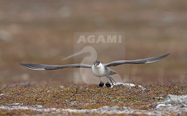 Kleinste Jager in broedgebied; Long-tailed Skua  in breeding habitat stock-image by Agami/Jari Peltomäki,