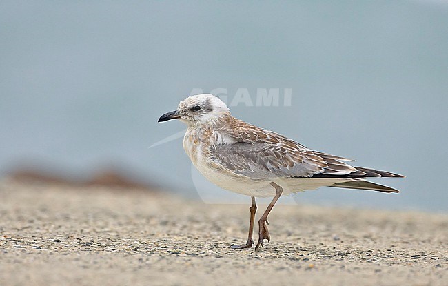 Juveniele Zwartkopmeeuw, Juvenile Mediterranean Gull stock-image by Agami/Tomi Muukkonen,