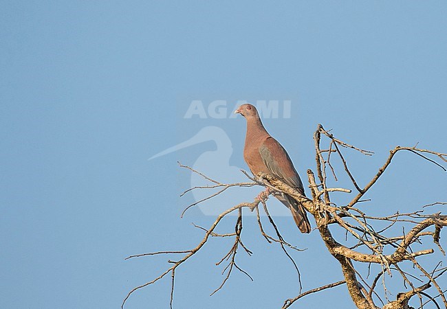 Red-billed Pigeon (Patagioenas flavirostris) in Mexico. Perched in a tree. stock-image by Agami/Pete Morris,