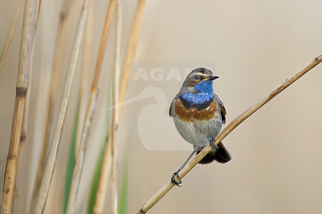 Mannetje Blauwborst op rietstengel Nederland, Male Bluethroat perched in reed Netherlands stock-image by Agami/Wil Leurs,