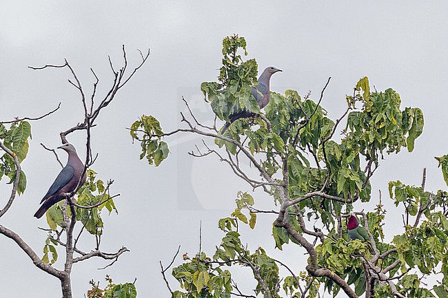 Chestnut-bellied Imperial-pigeon, Ducula brenchleyi, on the Solomon Islands. stock-image by Agami/Pete Morris,