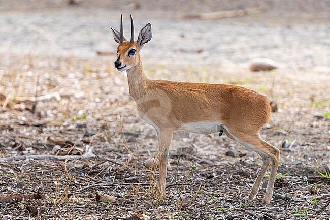 Steenbok (Raphicerus campestris), adult male standing on the ground, Mpumalanga, South Africa stock-image by Agami/Saverio Gatto,