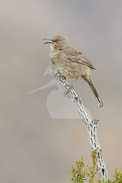 Adult 
Socorro Co., N.M.
December 2014 stock-image by Agami/Brian E Small,