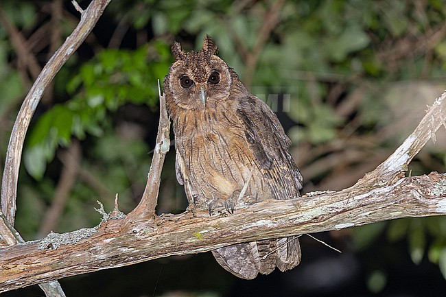Jamaican owl (Asio grammicus) on Jaimaca. stock-image by Agami/Pete Morris,