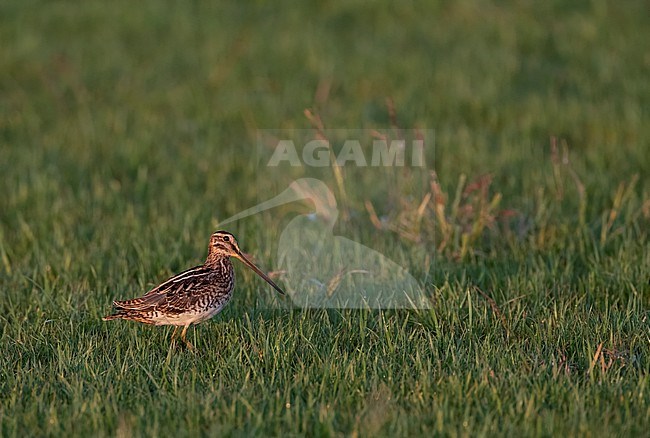 Common Snipe (Gallinago gallinago) in Spain. Standing in a green meadow durinag late summer. stock-image by Agami/Marc Guyt,