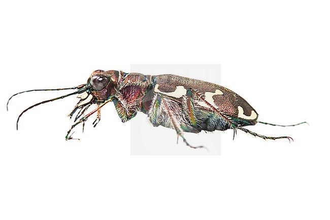 Northern dune tiger beetle, Bastaardzandloopkever, Cicindela hybrida stock-image by Agami/Wil Leurs,