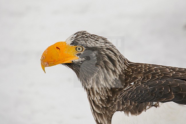 Steller's Sea Eagle, Haliaeetus pelagicus, wintering at Rauso, Hokkaido, Japan. stock-image by Agami/Pete Morris,