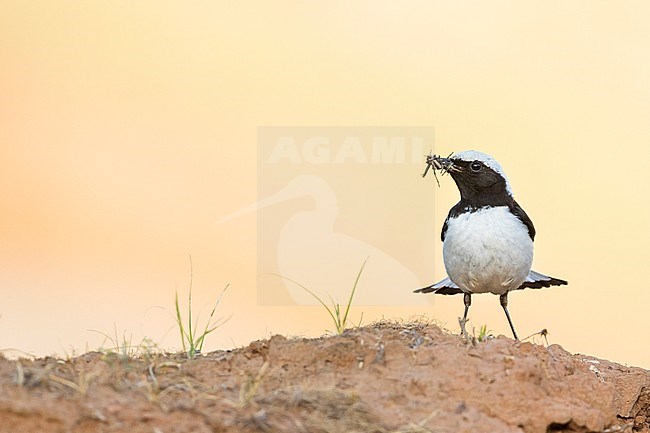 Finsch's Wheatear (Oenanthe finschii) adult male perched on a the ground with food stock-image by Agami/Ralph Martin,