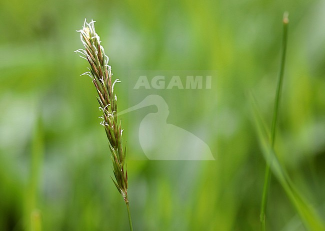  stock-image by Agami/Jacques van der Neut,