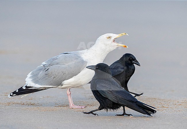 Adult European Herring Gull (Larus argentatus) in Katwijk, Netherlands. Calling on the beach with two Carrion Crows. stock-image by Agami/Marc Guyt,