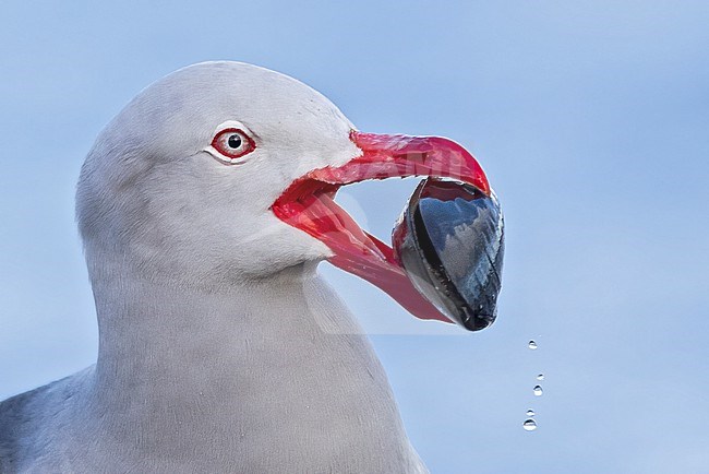 Dolphin Gull (Leucophaeus scoresbii) trying to break open an Oyster in Argentina stock-image by Agami/Dubi Shapiro,