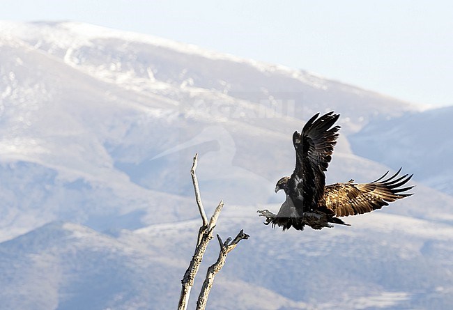 First winter Golden Eagle (Aquila chrysaetos) landing on top of a tree with claws out and beautiful scenery stock-image by Agami/Roy de Haas,