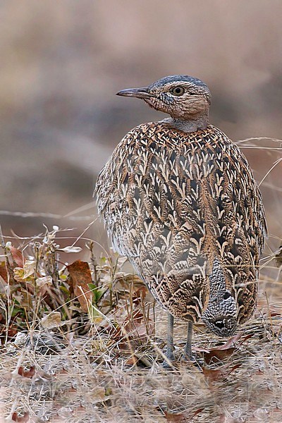 Red-crested Bustard (Lophotis ruficris) stock-image by Agami/Dubi Shapiro,