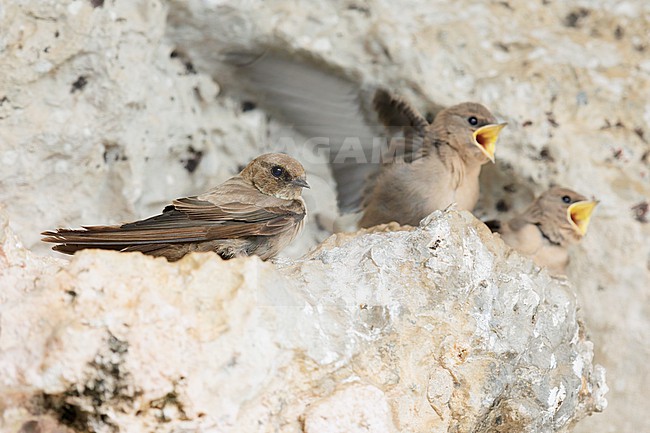 Crag Martin (Ptyonoprogne rupestris), adult perched on a rock together with a juvenile, Campania, Italy stock-image by Agami/Saverio Gatto,