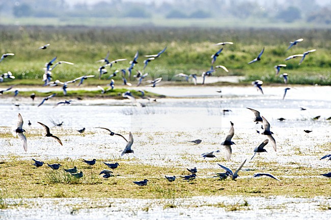 Witwangstern, Whiskered Tern, Chlidonias hybrida and Witvleugelstern, White-winged Tern, Chlidonias stock-image by Agami/Marc Guyt,