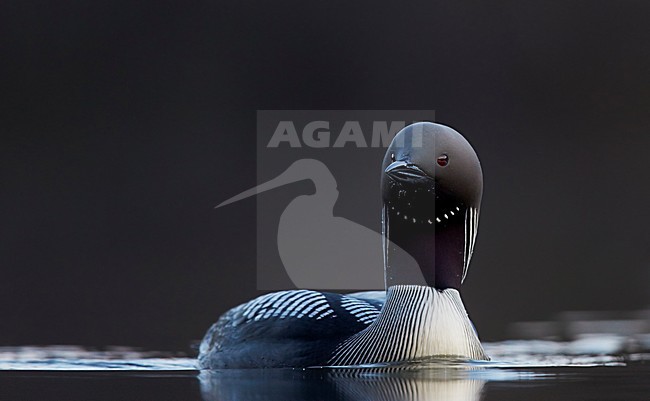 Adulte Parelduiker in zomerkleed; Adult summer Black-throated Loon stock-image by Agami/Markus Varesvuo,