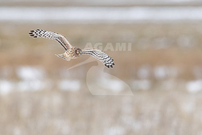 Blauwe Kiekendief, Hen Harrier, Circus cyaneus stock-image by Agami/Menno van Duijn,