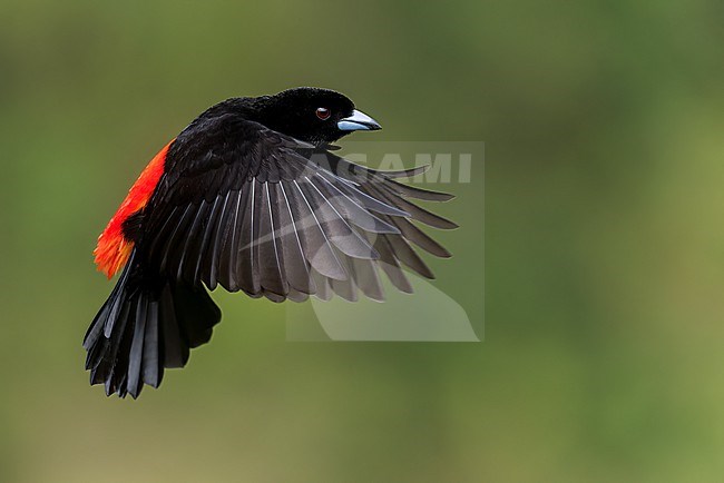 Male Scarlet-rumped Tanager (Ramphocelus passerinii) flying in Costa Rica. stock-image by Agami/Glenn Bartley,