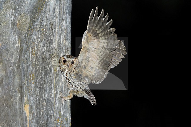 Flammulated Owl, Psiloscops flammeolus, in the United States. stock-image by Agami/Brian E Small,