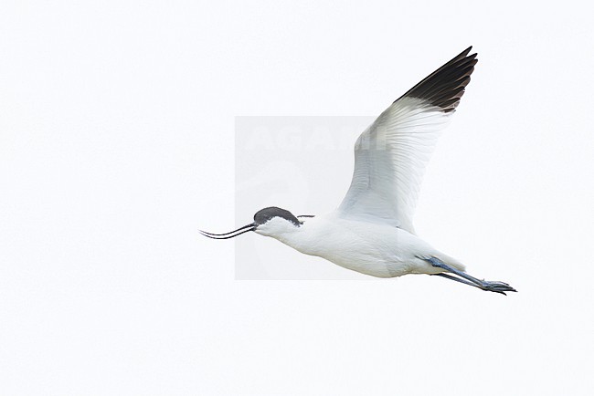 calling adult pied avocet (Recurvirostra avosetta) in flight, found at Texel in the Netherlands stock-image by Agami/Mathias Putze,