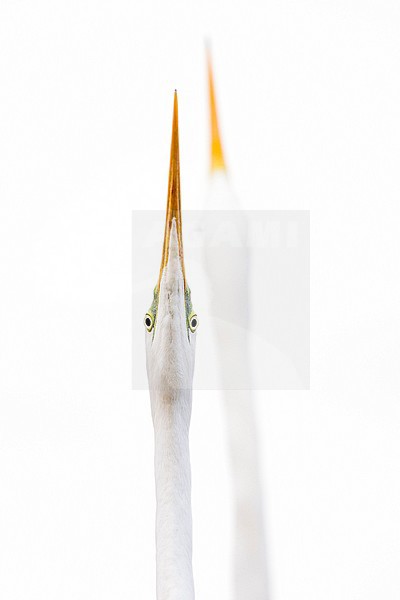 Twee Grote Zilverreigers in dreighouding; Two Great Egrets stock-image by Agami/Bence Mate,