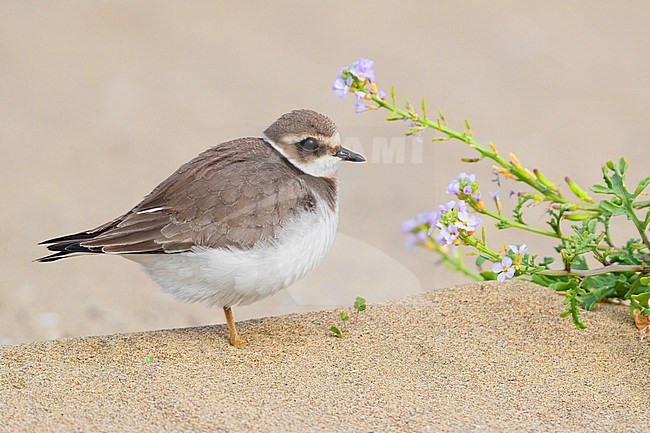 Ringed Plover (Charadrius hiaticula), side view of a juvenile standing close to a Sea Rocket (Cakile maritima), Campania, Italy stock-image by Agami/Saverio Gatto,