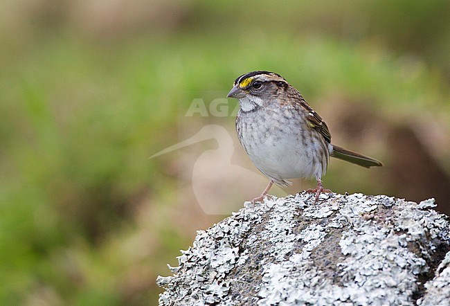 First-winter White-throated Sparrow (Zonotrichia albicollis) on Corvo island in the Azores, Portugal. Vagrant from North America during autumn. stock-image by Agami/David Monticelli,